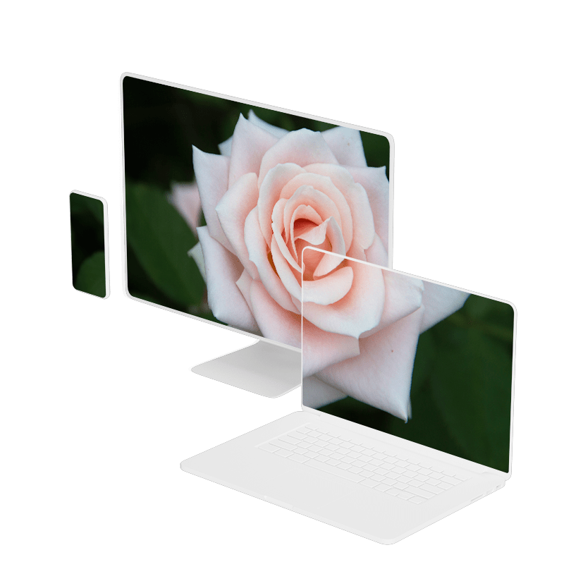 laptops with rose